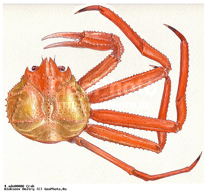 ��������, ��������������, ��������, �����������, ����