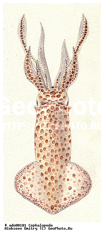 �����������, ��������, ��������