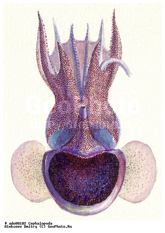 �����������, ��������, ��������