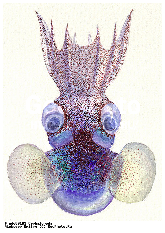 �����������, ��������, ��������