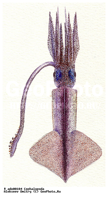 �����������, ��������, �������, ��������