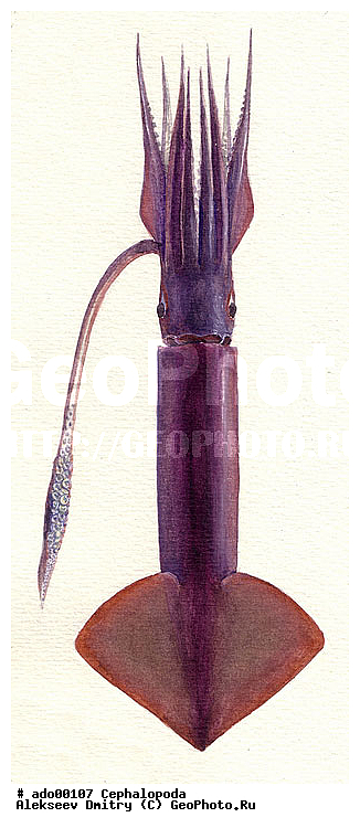 �����������, ��������, �������, ��������