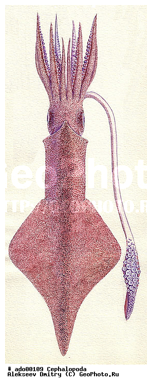 �����������, ��������, �������, ��������