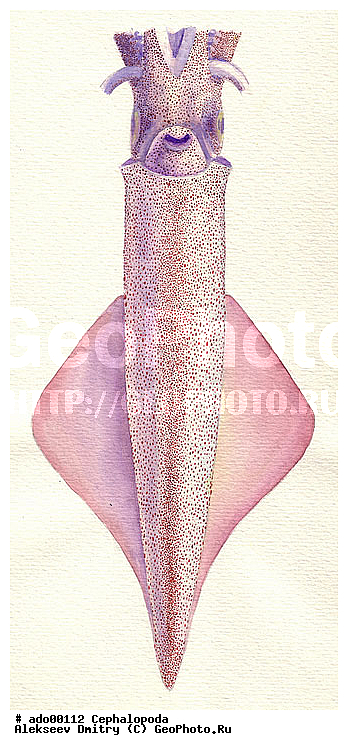 �����������, ��������, �������, ��������