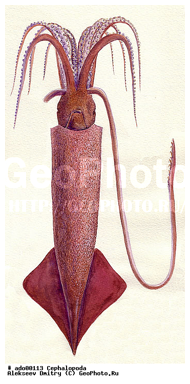 �����������, ��������, �������, ��������