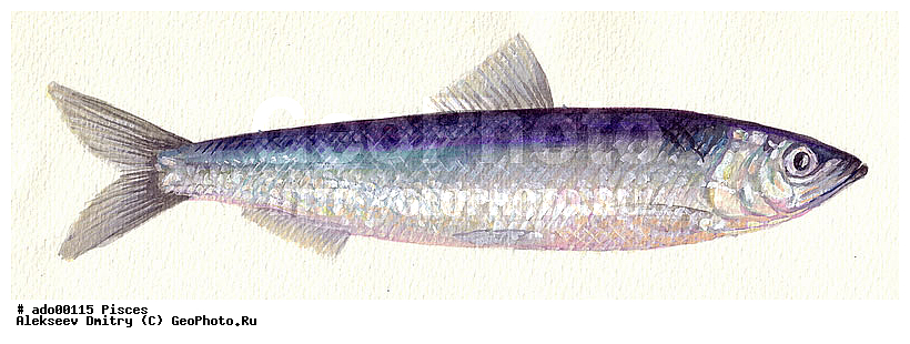 ��������, ����