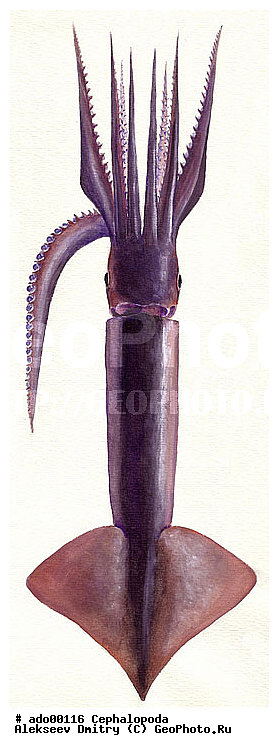 �����������, ��������, �������, ��������