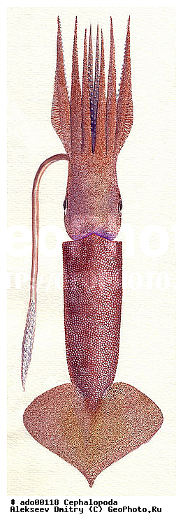 �����������, ��������, �������, ��������