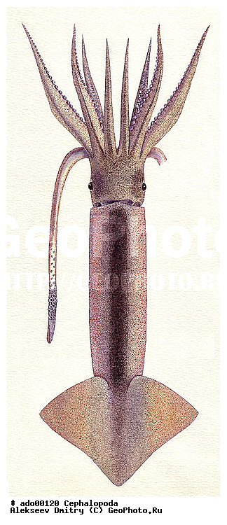 �����������, ��������, �������, ��������