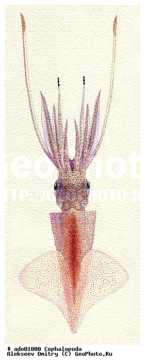 �����������, ��������, �������, ��������