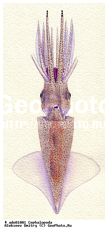 �����������, ��������, �������, ��������