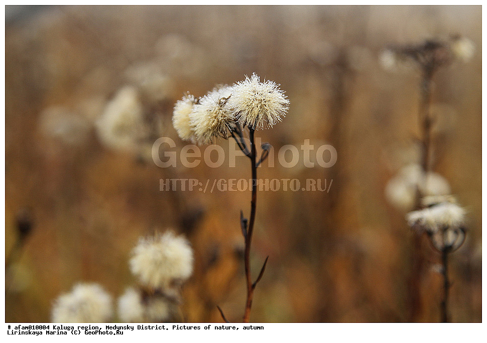 ��������� �������, ��������� �����, �������, �����