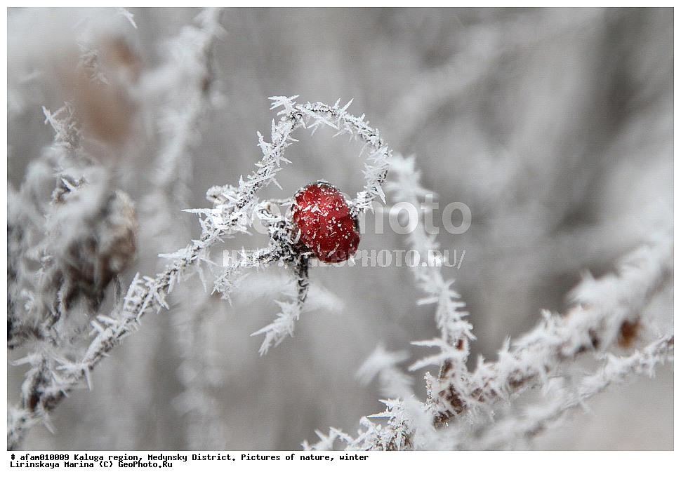 ��������� �������, ��������� �����, �������, ����, ����, ��������, ����� ���������, ����