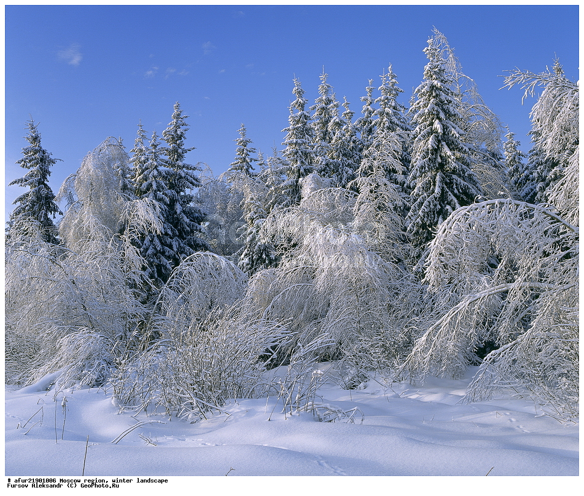 �����������, ����, ���, ����