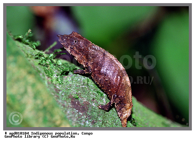 ���������� �����, �������������, �������� ��������� ����, ������ ���� ��������, ������ wildlife, �������, ����������� ���