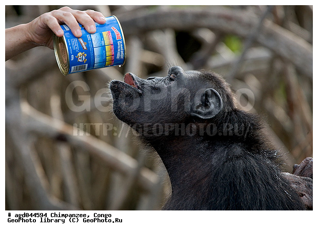 halp Congo, ������ �����, ������, ������� � �������, �����, ��������, ����� ����, ���������� �����, ���� ������� �����, ��������, ��������, ������ �������, ����� ��������, �������� ����, ���� ��������������� �����, ��������� �������, ��������� ����, ��������� ��������, ������ ��������, �������, ��������� ������������ ��������, ������������ ��������, ������ �������, ����������� ����, ���� ������ ����� ��������, ����������������, ���������������� ��������, ���������������� �������, ������ ���������, ���������, ��������, ��������, �������������, �������������, �����, �����, XYZ, ��������, Hominidae, ������������ ��������, Pan troglodytes