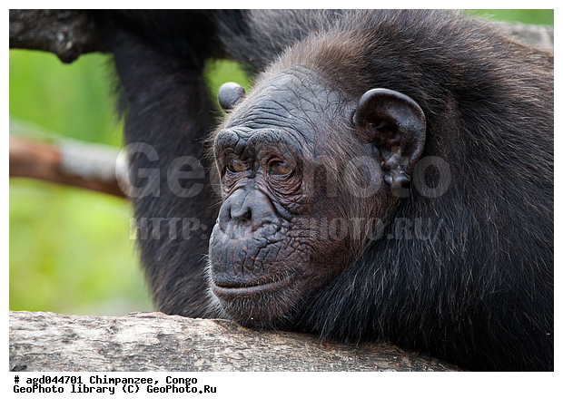 halp Congo, ������ �����, ������, ������� � �������, �����, ��������, ����� ����, ���������� �����, ���� ������� �����, ��������, ��������, ������ �������, ����� ��������, �������� ����, ���� ��������������� �����, ��������� �������, ��������� ����, ��������� ��������, ������ ��������, �������, ��������� ������������ ��������, ������������ ��������, ������ �������, ����������� ����, ���� ������ ����� ��������, ����������������, ���������������� ��������, ���������������� �������, ������ ���������, ��������, ��������, �������������, �������������, �����, �����, XYZ, ��������, Hominidae, ������������ ��������, Pan troglodytes