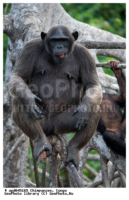 halp Congo, ������ �����, ������, ������� � �������, �����, ��������, ����� ����, ���������� �����, ���� ������� �����, ��������, ��������, ������ �������, ����� ��������, �������� ����, ���� ��������������� �����, ��������� �������, ��������� ����, ��������� ��������, ������ ��������, �������, ��������� ������������ ��������, ������������ ��������, ������ �������, ����������� ����, ���� ������ ����� ��������, ����������������, ���������������� ��������, ���������������� �������, ������ ���������, ��������, ��������, �������������, �������������, �����, �����, XYZ, ��������, Hominidae, ������������ ��������, Pan troglodytes