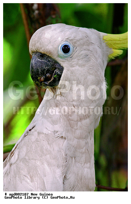 ������, ����� ������, ������������, ��������� �������, �������, �����, ������ �������� � ������������ ����� ��������, ����������� ��������, ����������� �����, ����������������, ������������ �����, ��������, ��������, �����, �����, ��������, �����������, XYZ, ������, Cacatuidae, ������� ����������� ������, Cacatua galerita, Plyctolophus galeritus