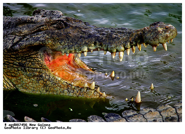 ����� ������, ������, ���������� ��������, ��������, ������ ��������, ���� ���������, ������������ �����, ������������ ���, ������� ��������, �������, ����� �� ���������, �������, ������ ��������, ����, ��������, �������, ����������� ��������, �����, ���� ����� �������, �������