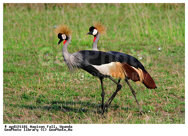 National Park Murchison Falls, ����������� �������, ������� �����, ������, ������������, ������ ����, �������, ������ ����, ������������� ������� �����, ������������ ����, ����� ������, ������ �����, ������, ������� ������, ����������������, ���������������� �������� � ������������ ����� ��������, ��������, ��������, �����, �����, ��������, �����������, XYZ, ����������, Gruidae, ��������� ����������� �������, Balearica regulorum