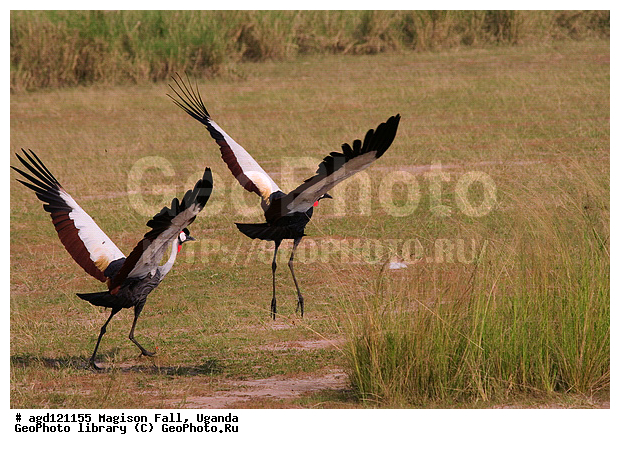 National Park Murchison Falls, ����������� �������, ������� �����, ������, ������������, ������ ����, �������, ������ ����, ������������� ������� �����, ������������ ����, ����� ������, ������ �����, ������, ������� ������, ����������������, ���������������� �������� � ������������ ����� ��������, ��������, ��������, �����, �����, ��������, �����������, XYZ, ����������, Gruidae, ��������� ����������� �������, Balearica regulorum