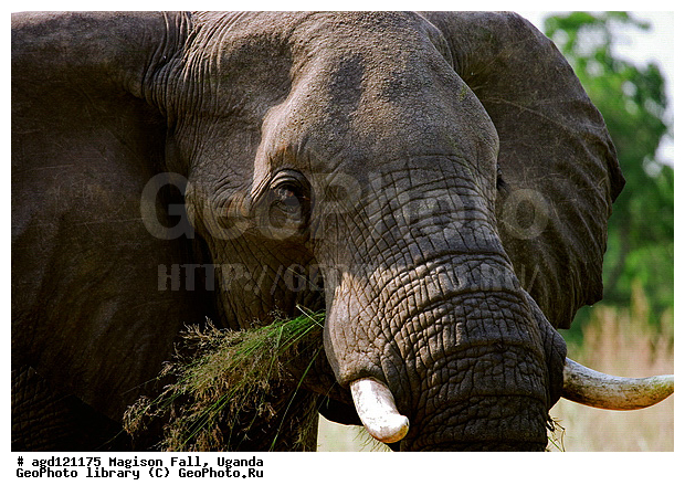 National Park Murchison Falls, ������, ����������� ����, ����������� ����, ����� �� ������, ������, ������������, ����� ������, ����� ������, ��������, ������, �����, ���� ������ ��������, ����������������, �������������, �����, �����, XYZ, ��������, Proboscidea, �������� ����, Loxodonta africana, Elephas africanus, ��������, Elephantidae