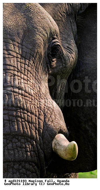 National Park Murchison Falls, ������, ����������� ����, ����������� ����, ����� �� ������, ������, ������������, ����� ������, ����� ������, ��������, ������, �����, ���� ������ ��������, ����������������, �������������, �����, �����, XYZ, ��������, Proboscidea, �������� ����, Loxodonta africana, Elephas africanus, ��������, Elephantidae