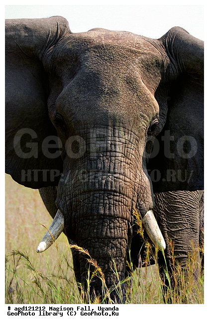 National Park Murchison Falls, ������, ����������� ����, ����������� ����, ����� �� ������, ������, ������������, ����� ������, ����� ������, ��������, ������, �����, ���� ������ ��������, ����������������, �������������, �����, �����, XYZ, ��������, Proboscidea, �������� ����, Loxodonta africana, Elephas africanus, ��������, Elephantidae