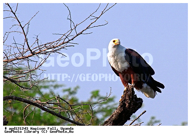 National Park Murchison Falls, ������� �����, ���� �������, ���� �������, ������, ������������, ������ ����, ������ ����, ������������� ������� �����, ������������ ����, ����, ����� ������, ������ �����, ������, ����������������, ���������������� �������� � ������������ ����� ��������, ������ �����, ������������ ���� ��������-����, ��������, ��������, �����, �����, ��������, �����������, ������ �����, ������ �����, XYZ, ����������, Accipitridae, �����-������, Haliaeetus vocifer