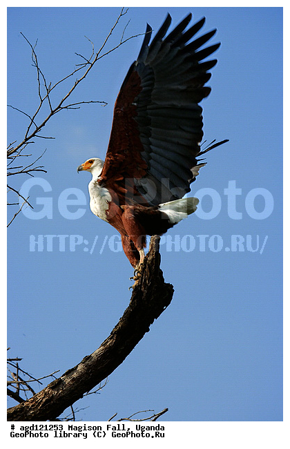 National Park Murchison Falls, ������� �����, ���� �������, ���� �������, ������, ������������, ������ ����, ������ ����, ������������� ������� �����, ������������ ����, ����, ����� ������, ������ �����, ������, ����������������, ���������������� �������� � ������������ ����� ��������, ������ �����, ������������ ���� ��������-����, ��������, ��������, �����, �����, ��������, �����������, ������ �����, ������ �����, XYZ, ����������, Accipitridae, �����-������, Haliaeetus vocifer