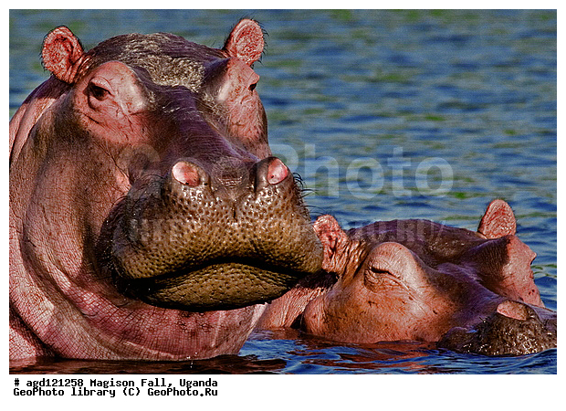 National Park Murchison Falls. ������������ ����� ������, ������������, �������, ������, ����������, ����, ����� ��������, ������ ����, ���, ������� �������� ������, ����, ���������, ����� ��������, ����������������, ���������������� ����� ��������, �������������, �����, �����, XYZ, �����������, Hippopotamidae, ������������ �������, ����������, Hippopotamus amphibius