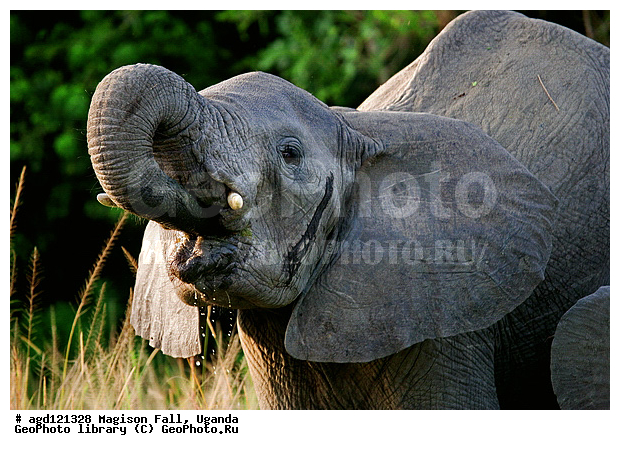 National Park Murchison Falls, ������, ����������� ����, ����������� ����, ����� �� ������, ������, ������������, ����� ������, ����� ������, ��������, ������, ����, �����, ���� ������ ��������, ����������������, �������������, �����, �����, XYZ, ��������, Proboscidea, �������� ����, Loxodonta africana, Elephas africanus, ��������, Elephantidae