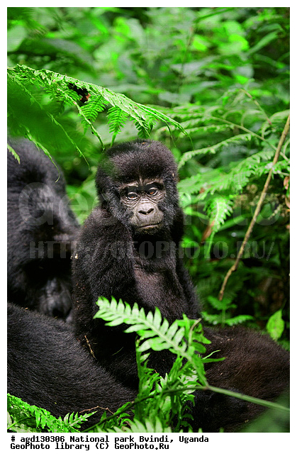 Bwindi National Park, ������, ������ �������, ����, ����-����, ������, ������, ������������, ������ �������, �������, ������� � ������, ������ �������, �������� ����, �������� ������, ��������, ���������� ����, ������� ����������, ���, ������������ ����, ��������, �������� ������ ��������, �������, ����� �������� � ����������� ����� ��������, ������ wildlife, �������, ����������� ���, �����, �����������������, ����������������, ������������ ���� ������, ������, ���������� ������, ��������, ��������, �������������, �������������, �����, �����, XYZ, ��������, Hominidae, ��������� �������, Gorilla beringei
