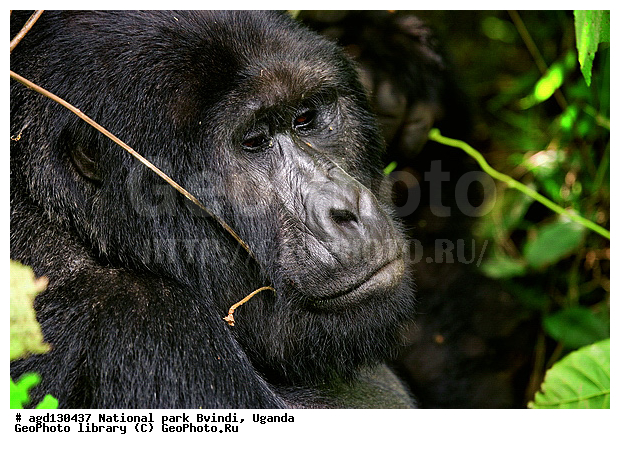 Bwindi National Park, ������, ������ �������, ����, ����-����, ������, ������, ������������, ������ �������, �������, ������� � ������, ������ �������, �������� ����, �������� ������, ��������, ���������� ����, ������� ����������, ���, ������������ ����, ��������, �������� ������ ��������, �������, ����� �������� � ����������� ����� ��������, ������ wildlife, �������, ����������� ���, �����, �����������������, ����������������, ������������ ���� ������, ������, ���������� ������, ��������, ��������, �������������, �������������, �����, �����, XYZ, ��������, Hominidae, ��������� �������, Gorilla beringei