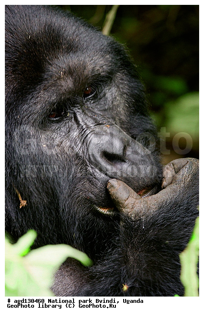 Bwindi National Park, ������, ������ �������, ����, ����-����, ������, ������, ������������, ������ �������, �������, ������� � ������, ������ �������, �������� ����, �������� ������, ��������, ���������� ����, ������� ����������, ���, ������������ ����, ��������, �������� ������ ��������, �������, ����� �������� � ����������� ����� ��������, ������ wildlife, �������, ����������� ���, �����, �����������������, ����������������, ������������ ���� ������, ������, ���������� ������, ��������, ��������, �������������, �������������, �����, �����, XYZ, ��������, Hominidae, ��������� �������, Gorilla beringei