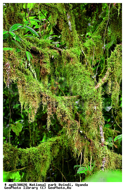 ������, �������� ����������� ��������������. Bwindi National Park, ������� �������������� ����, ������� ����������� �����, �����, �������� ����, ������ �����, ������ ����� �������, ���, ��������������, ������������ ���� ������, ����������, ������������������, ��������, ��������, ���������� ����, ���������� ����, �������, ����������� ���� ������, ����������� �����, ����������� ���, �����, ������ ������ ������, ������� ����, �������