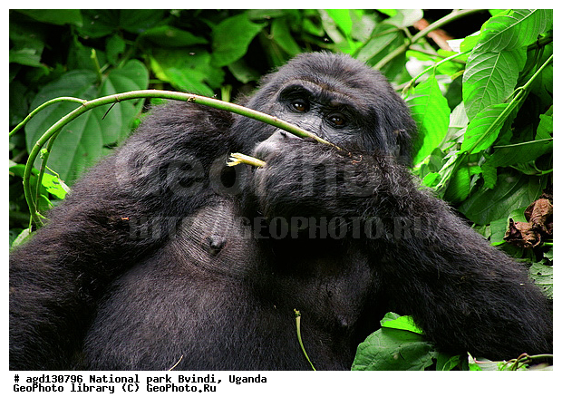 Bwindi National Park, ������, ������ �������, ����, ����-����, ������, ������, ������������, ������ �������, �������, ������� � ������, ������ �������, �������� ����, �������� ������, ��������, ���������� ����, ������� ����������, ���, ������������ ����, ��������, �������� ������ ��������, �������, ����� �������� � ����������� ����� ��������, ������ wildlife, �������, ����������� ���, �����, �����������������, ����������������, ������������ ���� ������, ������, ���������� ������, ��������, ��������, �������������, �������������, �����, �����, XYZ, ��������, Hominidae, ��������� �������, Gorilla beringei