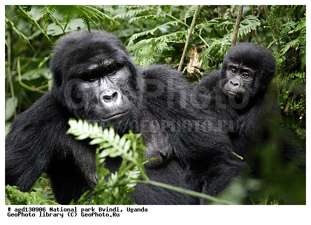 ������, ����, ����-����, ������, ����� ������ ������� � ���������. Bwindi National Park, ������, ������������, ������ �������, �������, ������� � ������, ������ �������, �������� ����, �������� ������, ��������, ���������� ����, ������� ����������, ���, ������������ ����, ��������, �������� ������ ��������, �������, ����� �������� � ����������� ����� ��������, ������ wildlife, �������, ����������� ���, �����, �����������������, ����������������, ������������ ���� ������, ������, ���������� ������, ��������, ��������, �������������, �������������, �����, �����, XYZ, ��������, Hominidae, ��������� �������, Gorilla beringei
