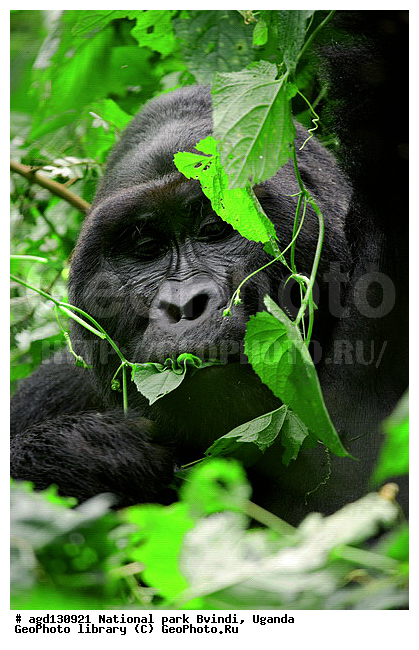 Bwindi National Park, ������, ������ �������, ����, ����-����, ������, ������, ������������, ������ �������, �������, ������� � ������, ������ �������, �������� ����, �������� ������, ��������, ���������� ����, ������� ����������, ���, ������������ ����, ��������, �������� ������ ��������, �������, ����� �������� � ����������� ����� ��������, ������ wildlife, �������, ����������� ���, �����, �����������������, ����������������, ������������ ���� ������, ������, ���������� ������, ��������, ��������, �������������, �������������, �����, �����, XYZ, ��������, Hominidae, ��������� �������, Gorilla beringei