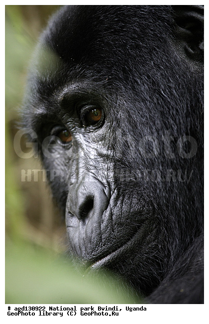 Bwindi National Park, ������, ������ �������, ����, ����-����, ������, ������, ������������, ������ �������, �������, ������� � ������, ������ �������, �������� ����, �������� ������, ��������, ���������� ����, ������� ����������, ���, ������������ ����, ��������, �������� ������ ��������, �������, ����� �������� � ����������� ����� ��������, ������ wildlife, �������, ����������� ���, �����, �����������������, ����������������, ������������ ���� ������, ������, ���������� ������, ��������, ��������, �������������, �������������, �����, �����, XYZ, ��������, Hominidae, ��������� �������, Gorilla beringei