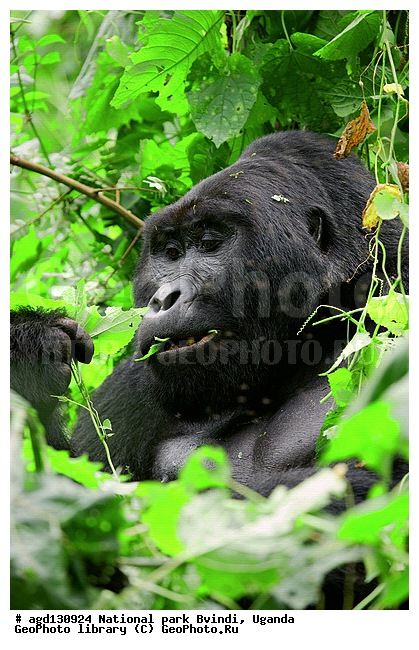 Bwindi National Park, ������, ������ �������, ����, ����-����, ������, ������, ������������, ������ �������, �������, ������� � ������, ������ �������, �������� ����, �������� ������, ��������, ���������� ����, ������� ����������, ���, ������������ ����, ��������, �������� ������ ��������, �������, ����� �������� � ����������� ����� ��������, ������ wildlife, �������, ����������� ���, �����, �����������������, ����������������, ������������ ���� ������, ������, ���������� ������, ��������, ��������, �������������, �������������, �����, �����, XYZ, ��������, Hominidae, ��������� �������, Gorilla beringei