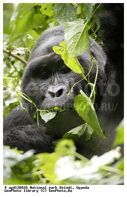 Bwindi National Park, ������, ������ �������, ����, ����-����, ������, ������, ������������, ������ �������, �������, ������� � ������, ������ �������, �������� ����, �������� ������, ��������, ���������� ����, ������� ����������, ���, ������������ ����, ��������, �������� ������ ��������, �������, ����� �������� � ����������� ����� ��������, ������ wildlife, �������, ����������� ���, �����, �����������������, ����������������, ������������ ���� ������, ������, ���������� ������, ��������, ��������, �������������, �������������, �����, �����, XYZ, ��������, Hominidae, ��������� �������, Gorilla beringei