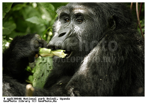 Bwindi National Park, ������, ������ �������, ����, ����-����, ������, ������, ������������, ������ �������, �������, ������� � ������, ������ �������, �������� ����, �������� ������, ��������, ���������� ����, ������� ����������, ���, ������������ ����, ��������, �������� ������ ��������, �������, ����� �������� � ����������� ����� ��������, ������ wildlife, �������, ����������� ���, �����, �����������������, ����������������, ������������ ���� ������, ������, ���������� ������, ��������, ��������, �������������, �������������, �����, �����, XYZ, ��������, Hominidae, ��������� �������, Gorilla beringei