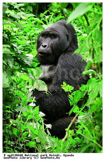 ������, ������ �������, ������������ �����. Bwindi National Park, ����, ����-����, ������, ������, ������������, ������ �������, �������, ������� � ������, ������ �������, �������� ����, �������� ������, ��������, ���������� ����, ������� ����������, ���, ������������ ����, ��������, �������� ������ ��������, �������, ����� �������� � ����������� ����� ��������, ������ wildlife, �������, ����������� ���, �����, �����������������, ����������������, ������������ ���� ������, ������, ���������� ������, ��������, ��������, �������������, �������������, �����, �����, XYZ, ��������, Hominidae, ��������� �������, Gorilla beringei