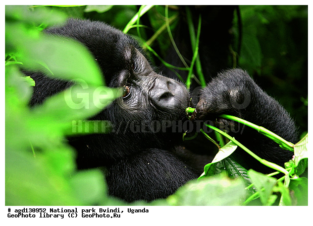 Bwindi National Park, ������, ������ �������, ����, ����-����, ������, ������, ������������, ������ �������, �������, ������� � ������, ������ �������, �������� ����, �������� ������, ��������, ���������� ����, ������� ����������, ���, ������������ ����, ��������, �������� ������ ��������, �������, ����� �������� � ����������� ����� ��������, ������ wildlife, �������, ����������� ���, �����, �����������������, ����������������, ������������ ���� ������, ������, ���������� ������, ��������, ��������, �������������, �������������, �����, �����, XYZ, ��������, Hominidae, ��������� �������, Gorilla beringei