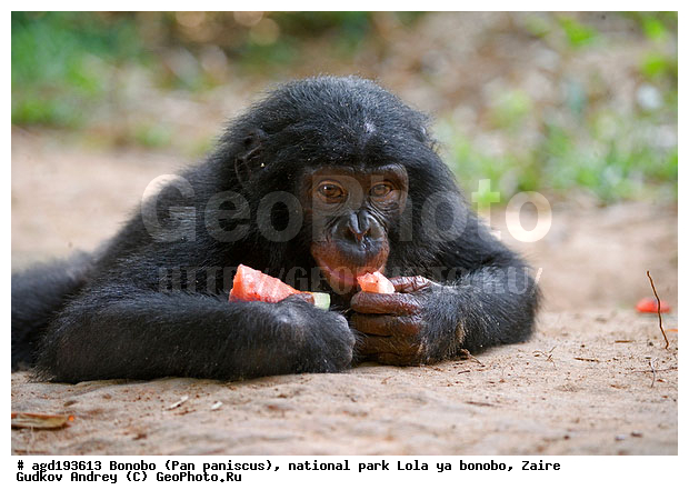 Lola ya bonobo, Pan paniscus, ������, ����, ������, ���������� ��������, ������������ ����, ��������, �������, ����������������, ��������, ��������, �������������, �������������, �����, �����, XYZ, ��������, Hominidae