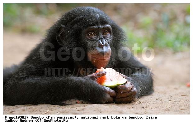 Lola ya bonobo, Pan paniscus, ������, ����, ������, ���������� ��������, ������������ ����, ��������, �������, ����������������, ��������, ��������, �������������, �������������, �����, �����, XYZ, ��������, Hominidae