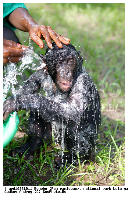Lola ya bonobo, Pan paniscus, ������, ����, ������, ���������� ��������, ������������ ����, ��������, �������, ����������������, ��������, ��������, �������������, �������������, �����, �����, XYZ, ��������, Hominidae