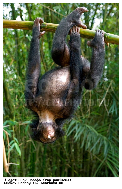 Pan paniscus, ������, ������, ���������� ��������, ��������, ��������, �������������, �������������, �����, �����, XYZ, ��������, Hominidae